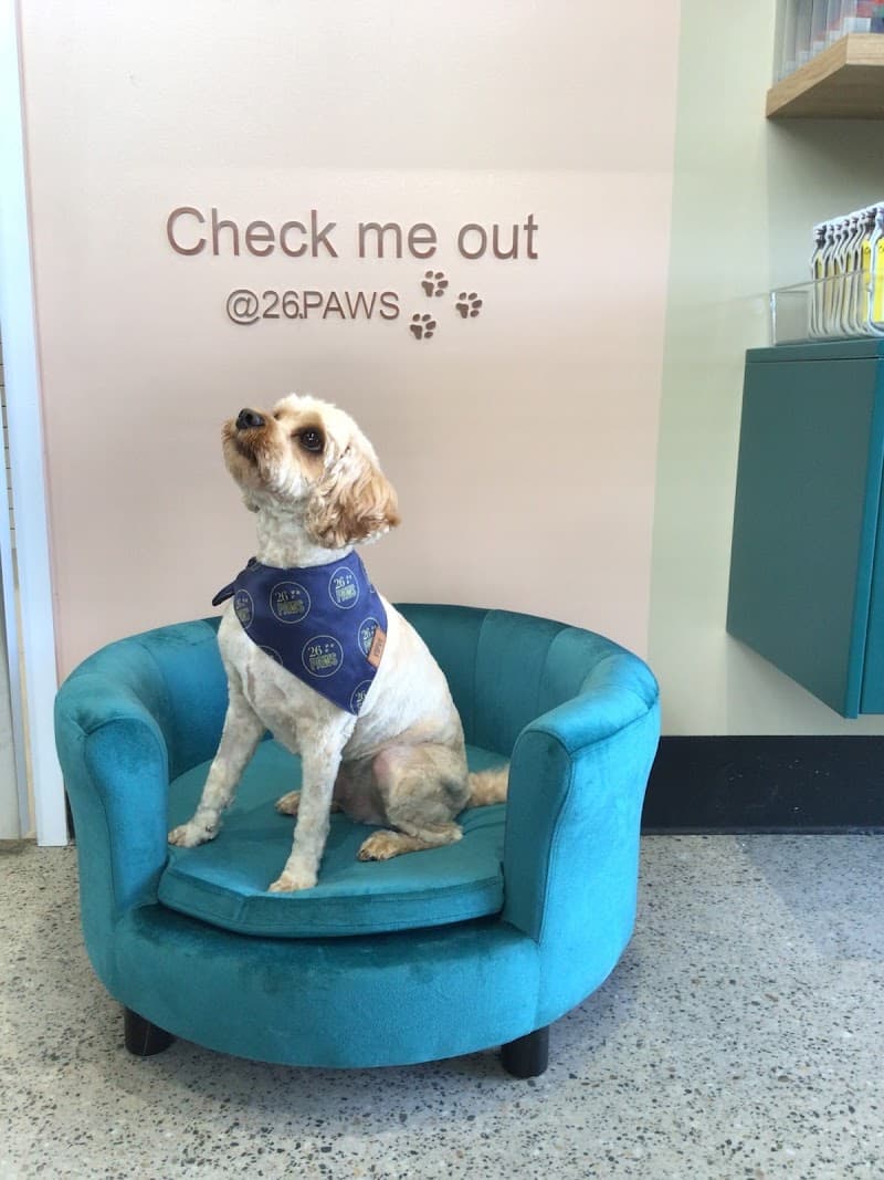 26 Paws Dog Grooming Salon dog grooming work in Chermside