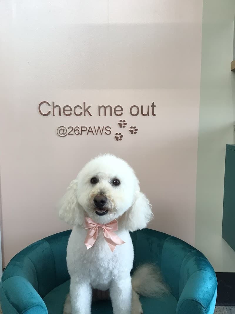 26 Paws Dog Grooming Salon dog grooming work in Chermside