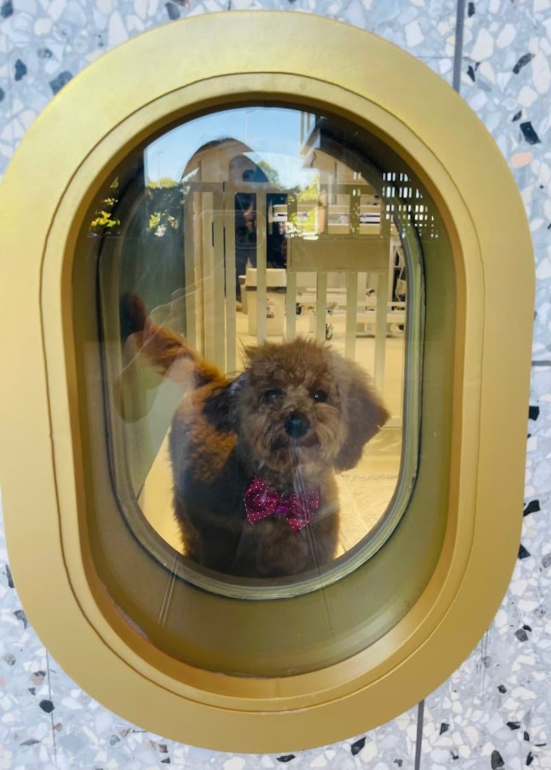 26 Paws Dog Grooming Salon dog grooming work in Chermside