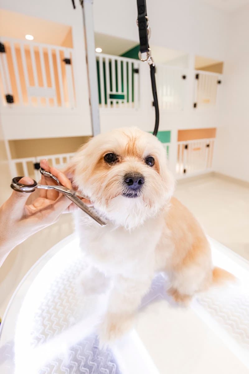 26 Paws Dog Grooming Salon dog grooming work in Chermside