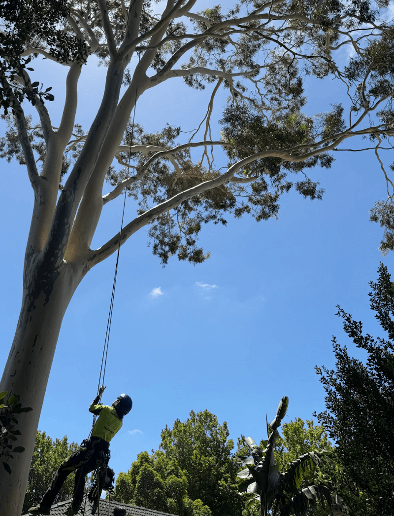 2nd Generation Trees tree services work in Coromandel East