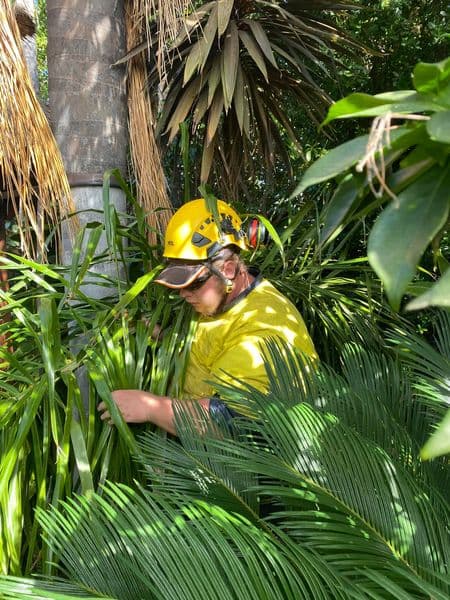 2nd Generation Trees tree services work in Coromandel East