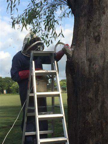 5 Star Pest Solutions pest control work in Dundowran Beach