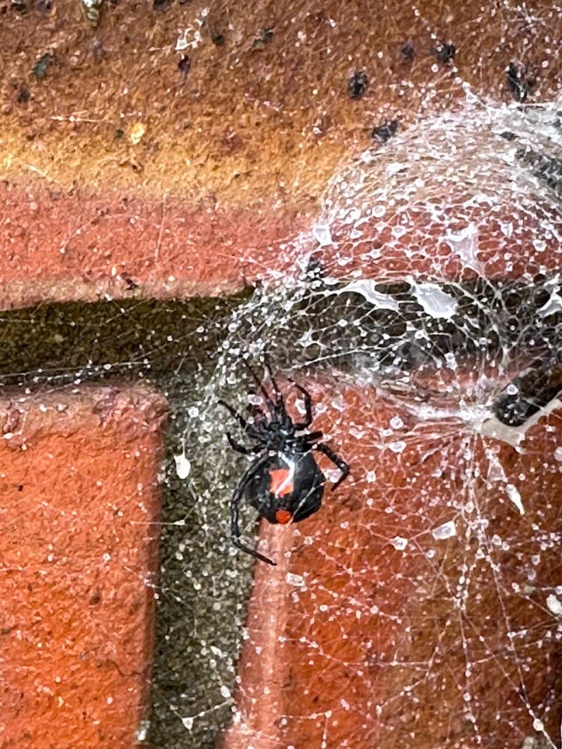 5 Star Termite & Pest Control pest control work in Perth