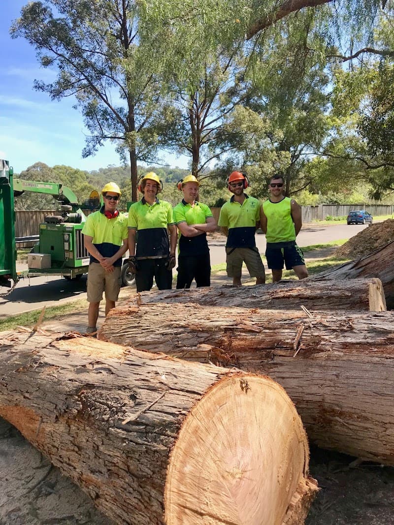 A & A Arbor Tree Service tree services work in Thornleigh