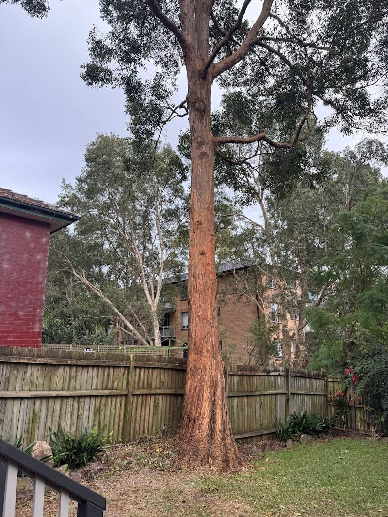 A & A Arbor Tree Service tree services work in Thornleigh
