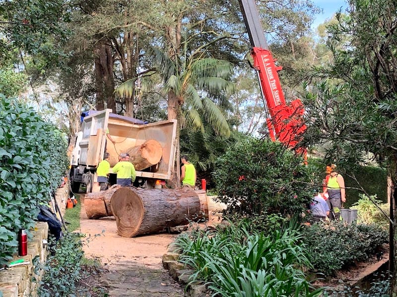 A & A Arbor Tree Service tree services work in Thornleigh