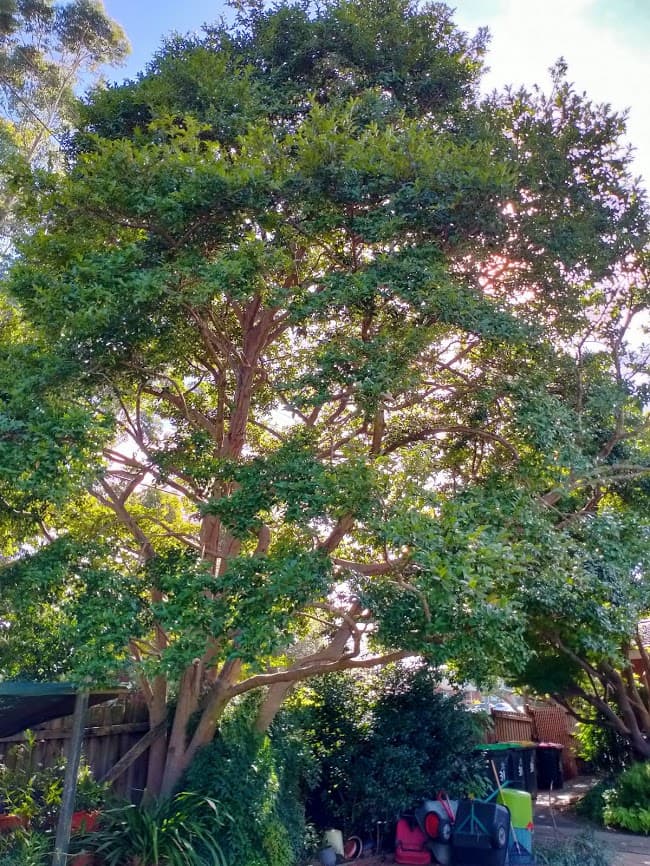 A & A Arbor Tree Service tree services work in Thornleigh