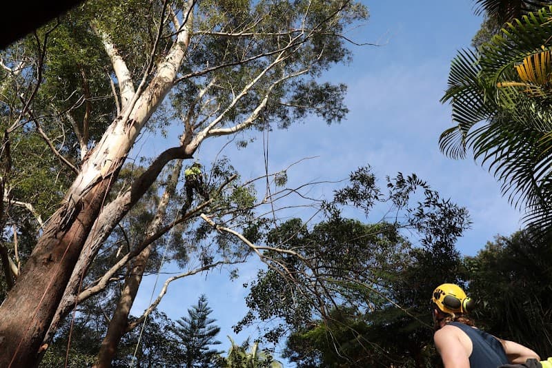 A & A Arbor Tree Service tree services work in Thornleigh