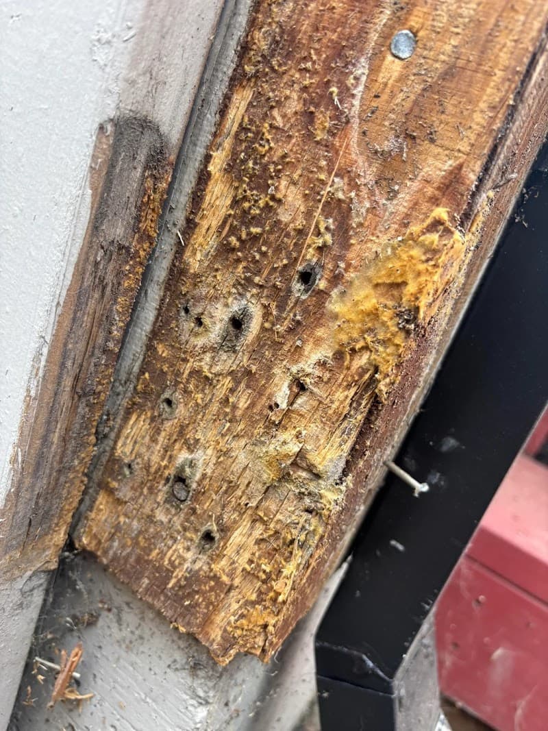 A1 Pest Control Canberra pest control work in Phillip