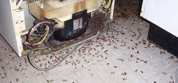 A1 Pest Control Canberra pest control work in Phillip