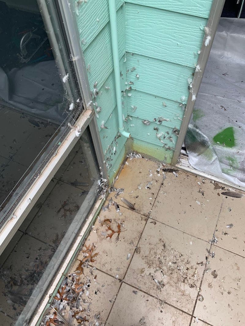 A1 Professional Pest Control pest control work in MacGregor