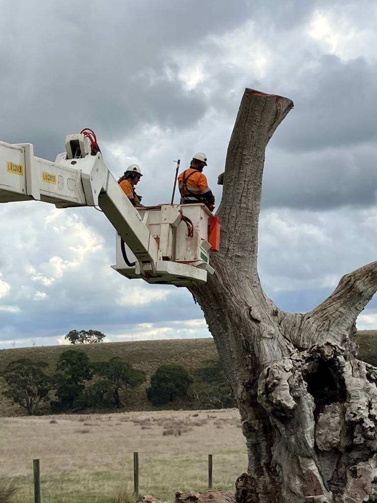 A1 Tree Solutions tree services work in Delacombe