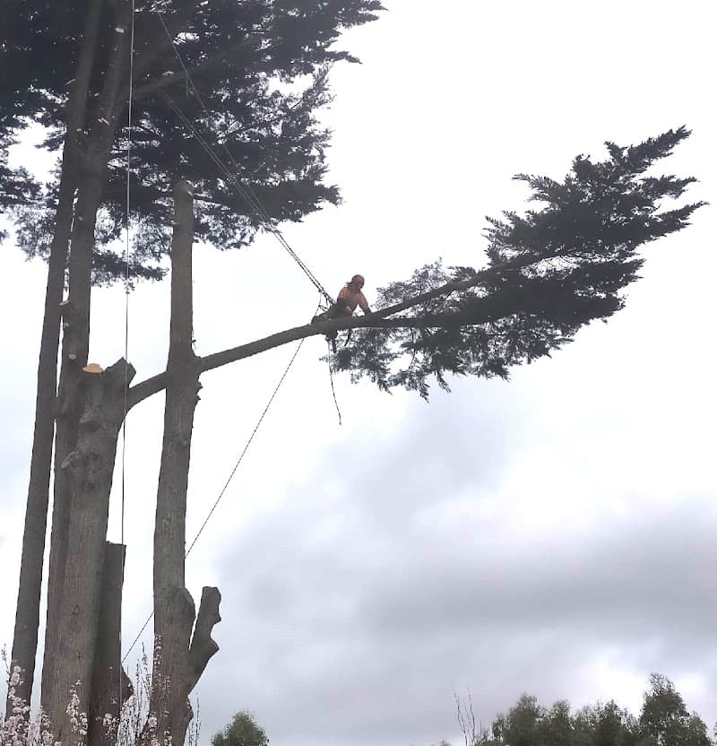 A1 Tree Solutions tree services work in Delacombe