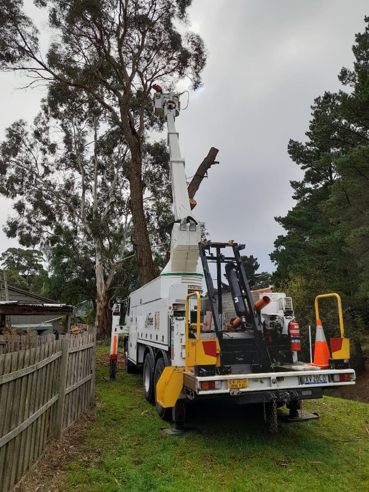 A1 Tree Solutions tree services work in Delacombe