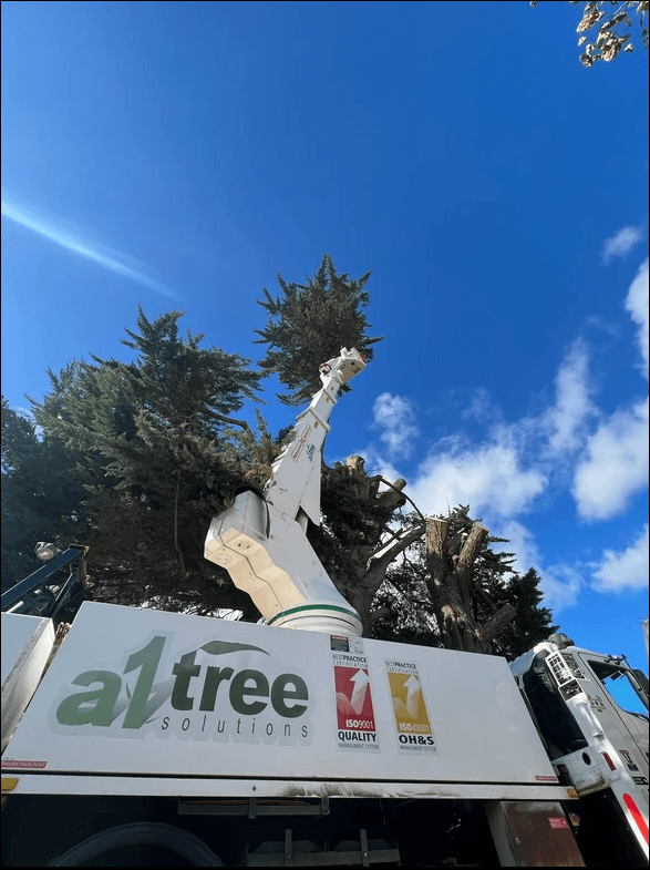 A1 Tree Solutions tree services work in Delacombe