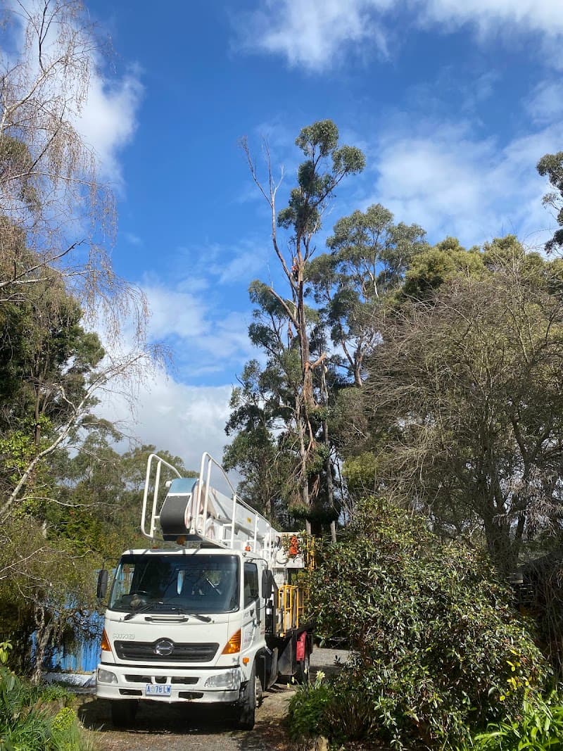 A1 Tree Specialists tree services work in Tarleton