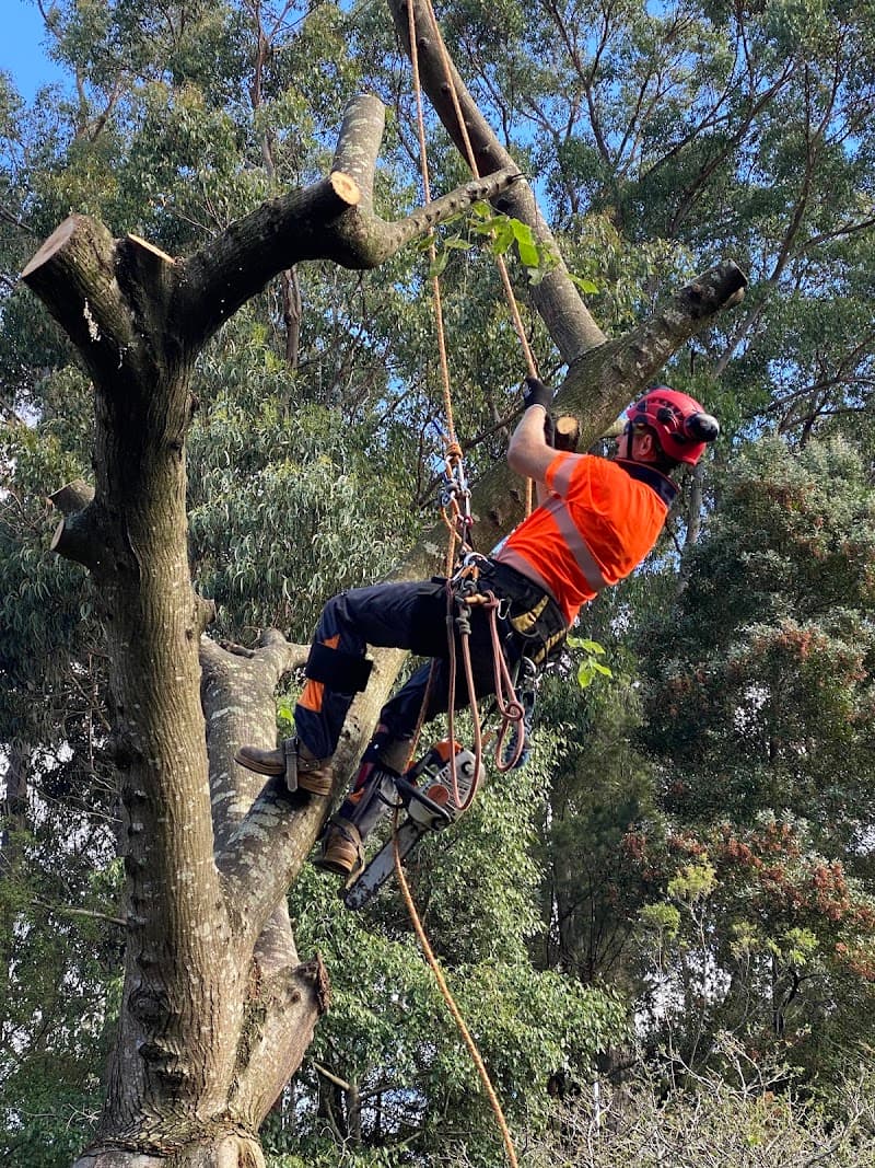 A1 Tree Specialists tree services work in Tarleton