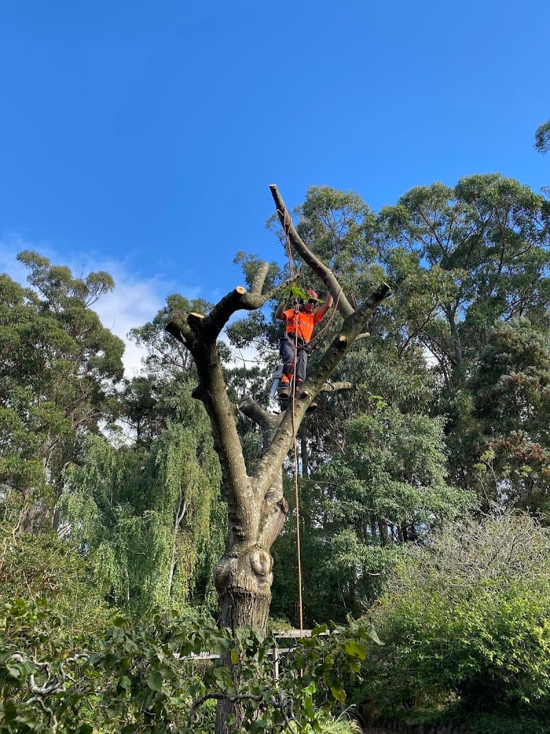 A1 Tree Specialists tree services work in Tarleton