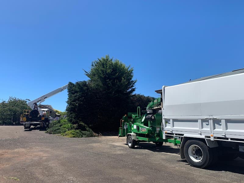 A1 Tree Specialists tree services work in Tarleton