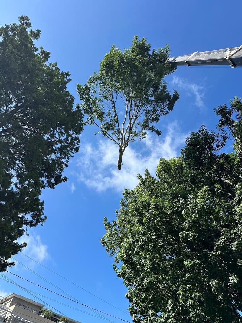 AA Tree Services Sydney tree services work in Ermington