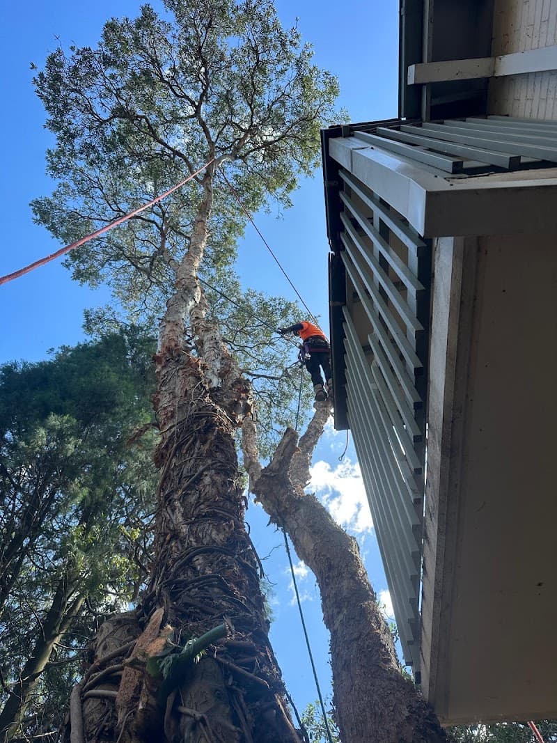 AA Tree Services Sydney tree services work in Ermington