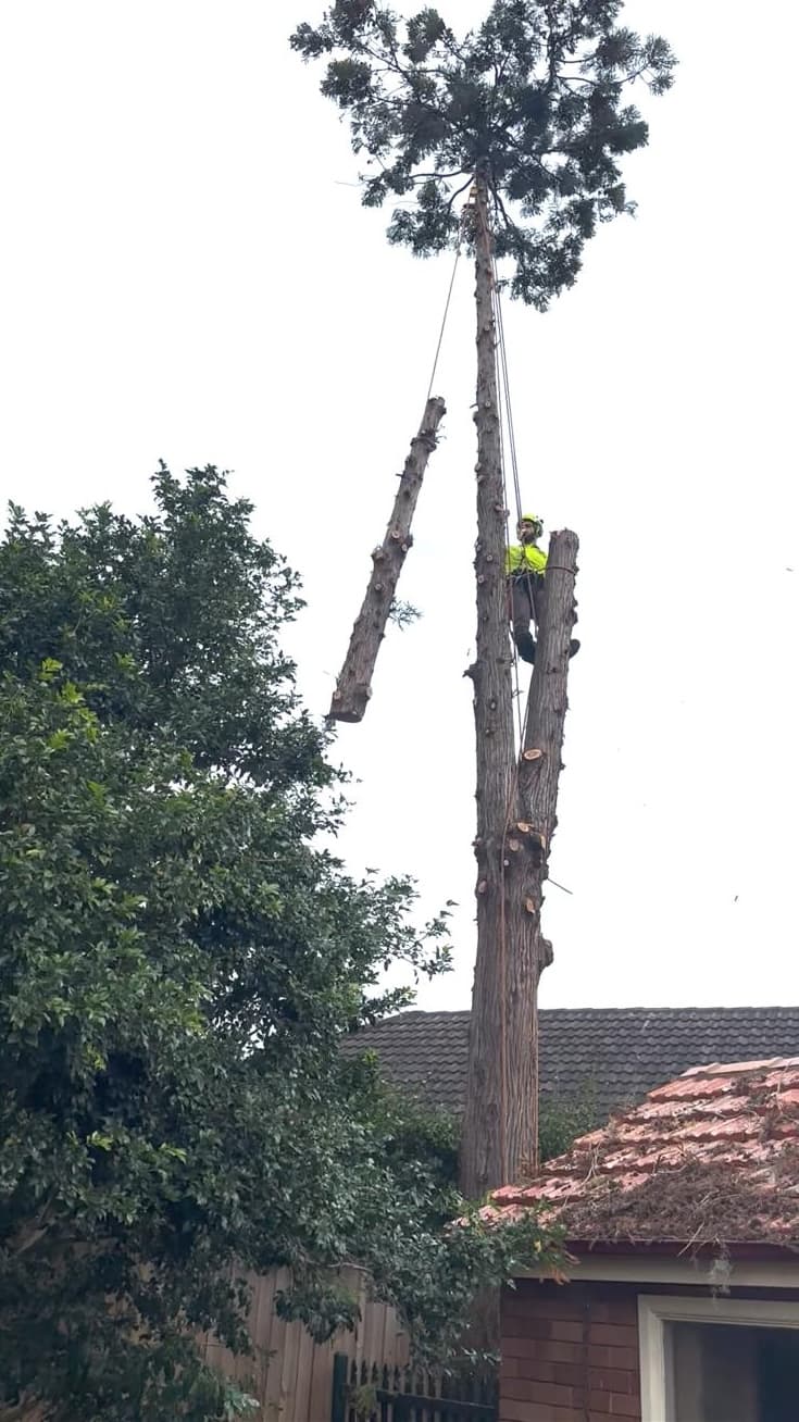 AA Tree Services Sydney tree services work in Ermington