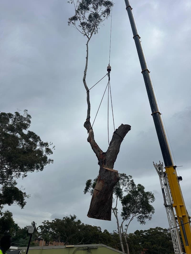 AA Tree Services Sydney tree services work in Ermington