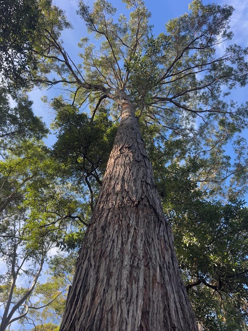 AA Tree Services Sydney tree services work in Ermington