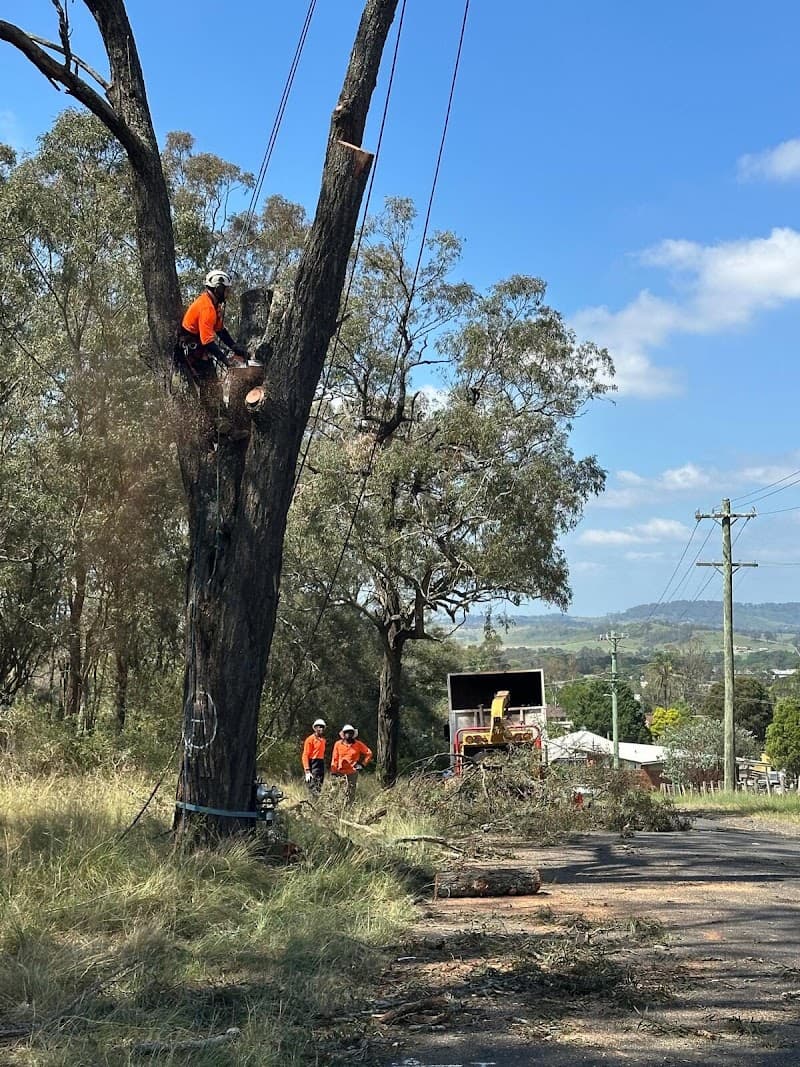 AA Tree Services Sydney tree services work in Ermington
