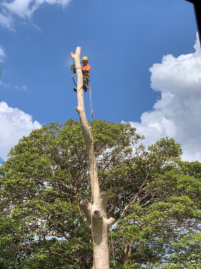 AAA AARDVARK TREE LOPPING AND GARDENING tree services work in Carlingford