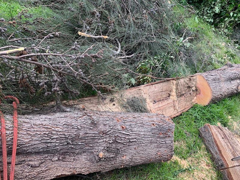 AAA AARDVARK TREE LOPPING AND GARDENING tree services work in Carlingford