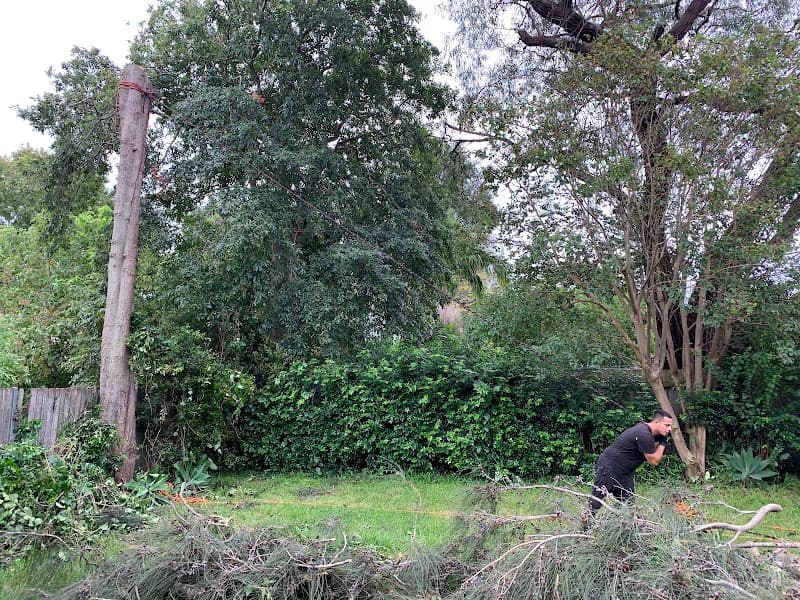 AAA AARDVARK TREE LOPPING AND GARDENING tree services work in Carlingford