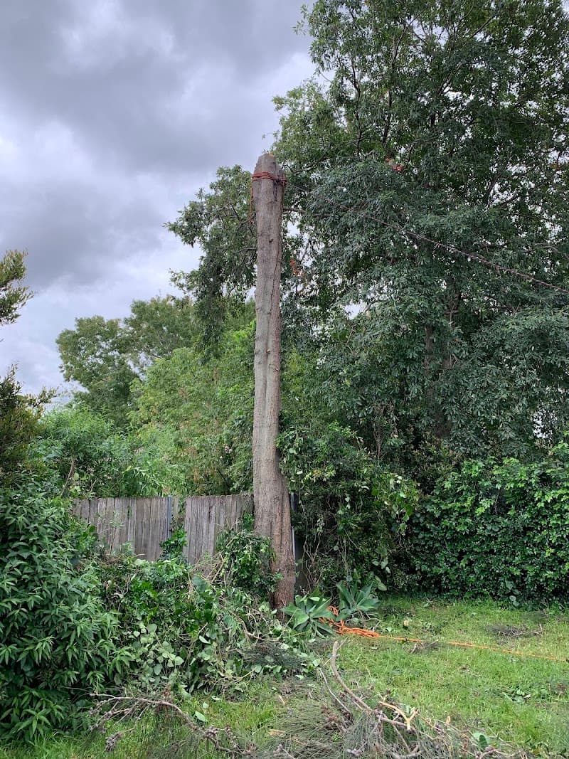 AAA AARDVARK TREE LOPPING AND GARDENING tree services work in Carlingford
