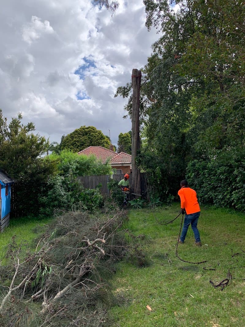 AAA AARDVARK TREE LOPPING AND GARDENING tree services work in Carlingford