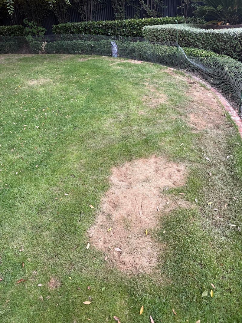 AAA Lawn Services lawn care work in Hackham