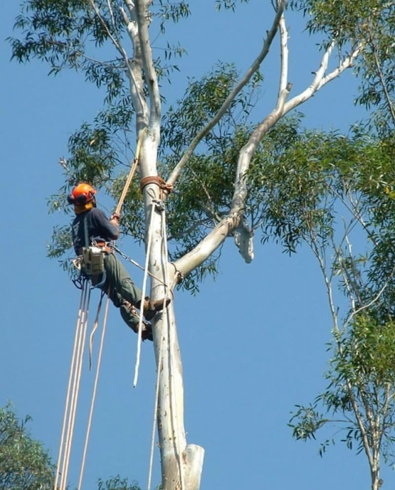 ABC All Tree Services Stump arborist tree lopping tree services work in Hurstville