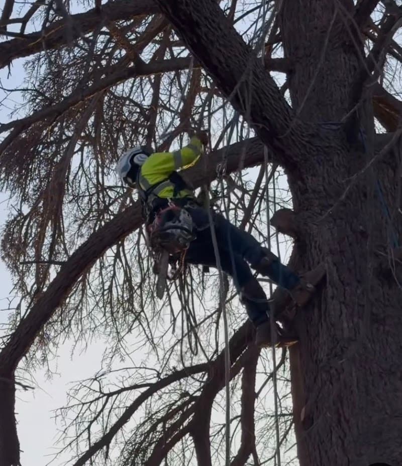 ABC All Tree Services Stump arborist tree lopping tree services work in Hurstville