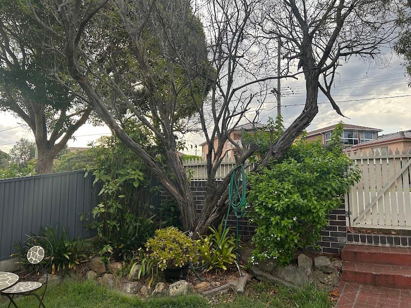 ABC All Tree Services Stump arborist tree lopping tree services work in Hurstville