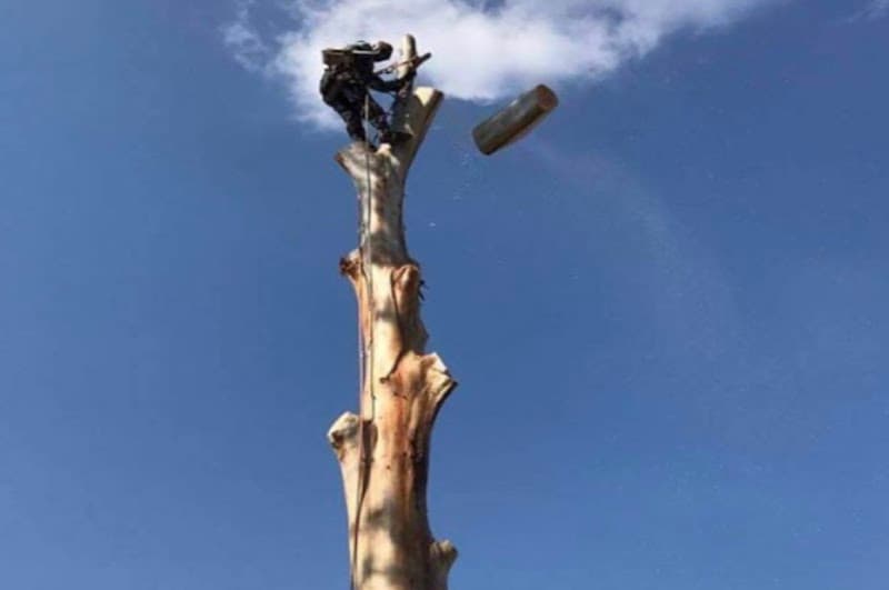 ABC All Tree Services Stump arborist tree lopping tree services work in Hurstville