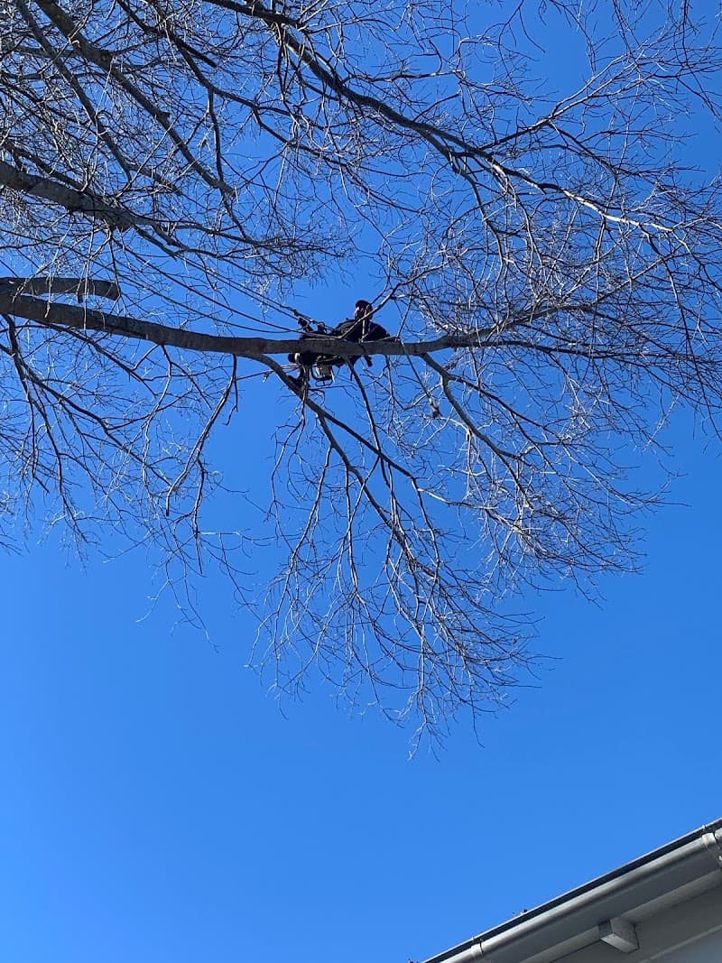 ABC All Tree Services Stump arborist tree lopping tree services work in Hurstville