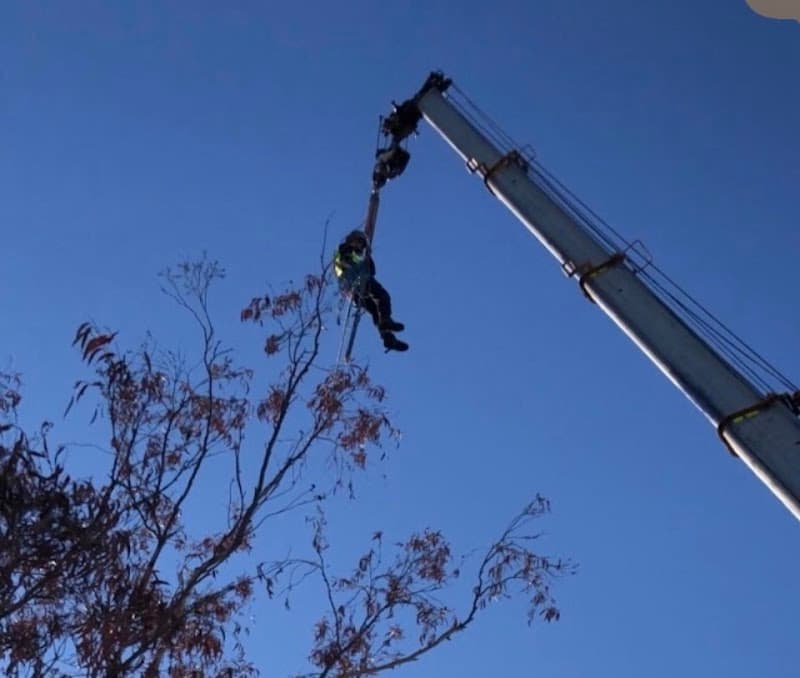 ABC All Tree Services Stump arborist tree lopping tree services work in Hurstville