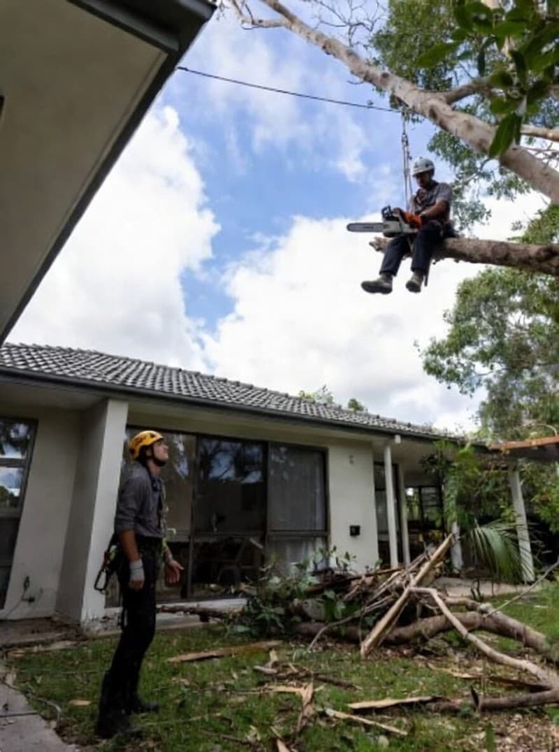 ABC Tree Lopping Brisbane tree services work in Brisbane City