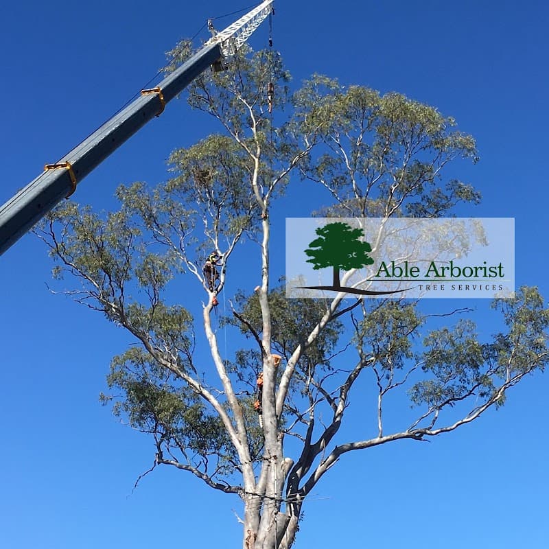 Able Arborist Tree Services tree services work in Hebersham