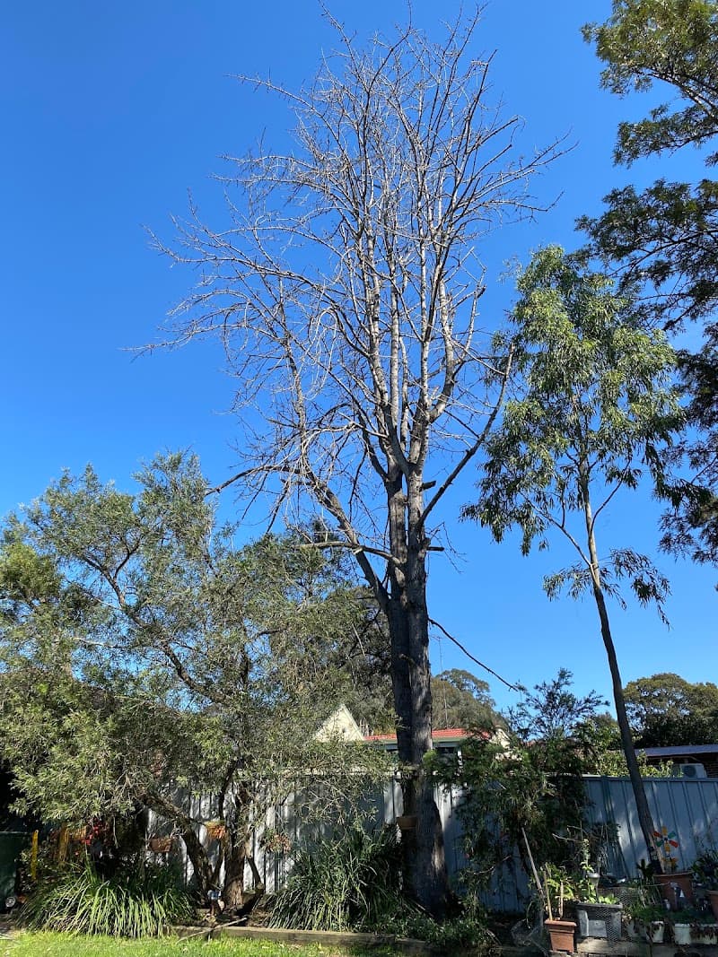 Able Arborist Tree Services tree services work in Hebersham