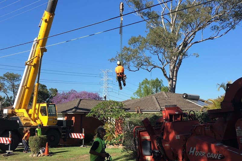 Able Arborist Tree Services tree services work in Hebersham