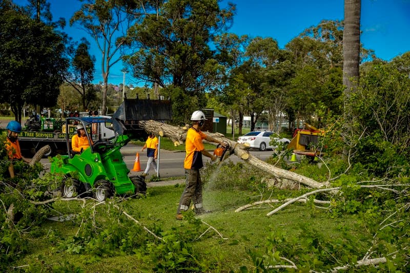 Able Tree Services tree services work in Tingira Heights