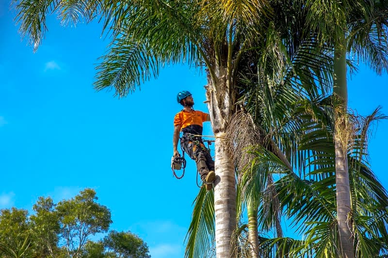 Able Tree Services tree services work in Tingira Heights