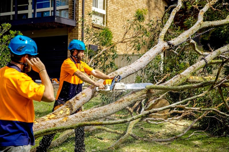 Able Tree Services tree services work in Tingira Heights