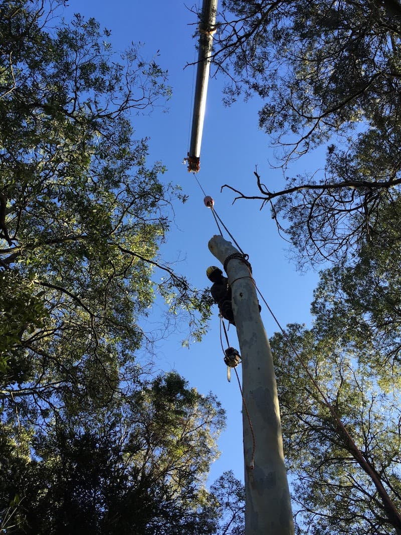 ACT Tree Felling tree services work in Lyons